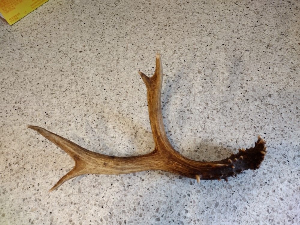 Deer Antler Shed