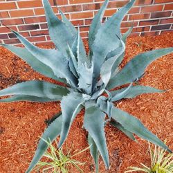 Agave Bushes