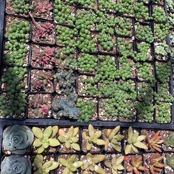 Succulents For Sale ‼️