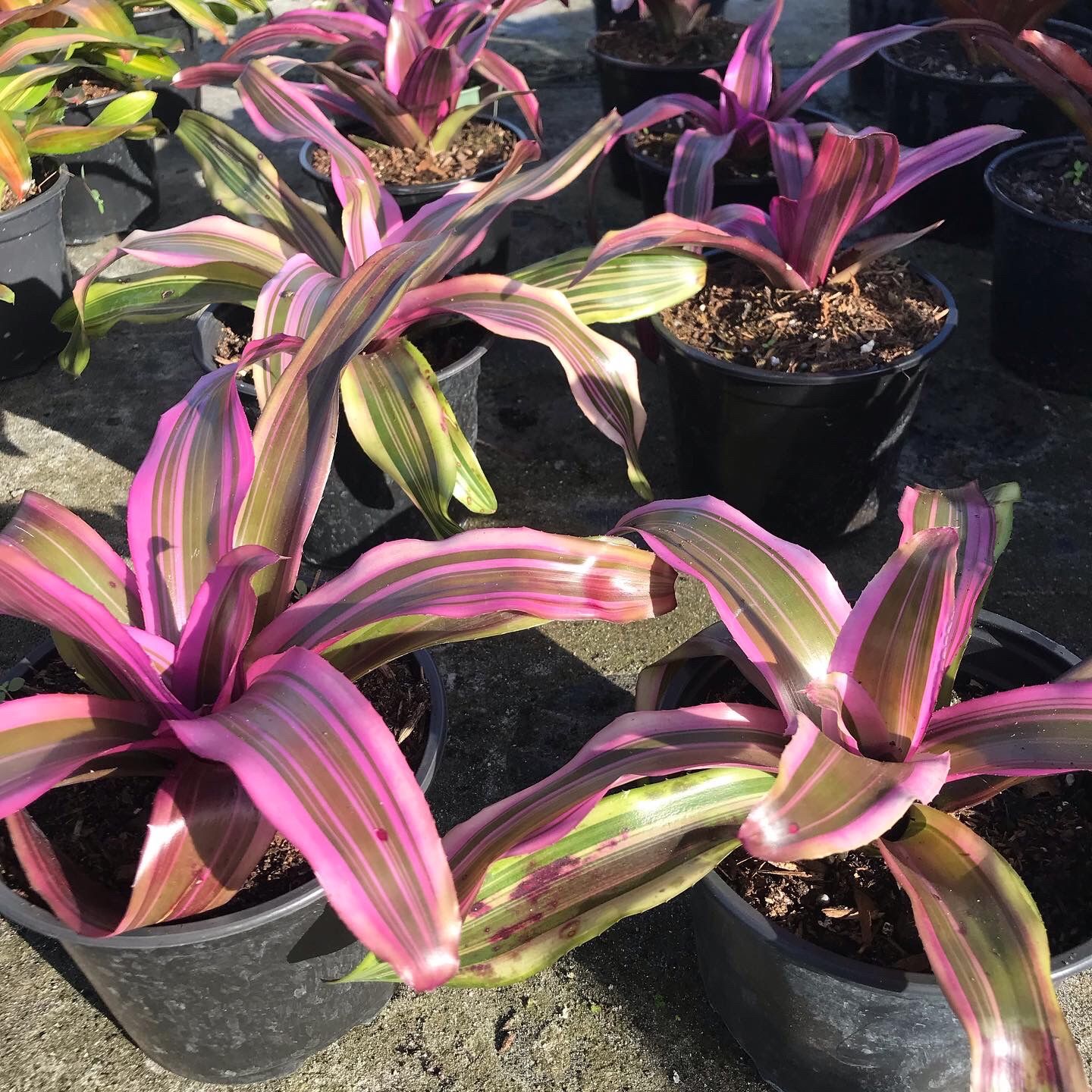 Bromeliads Just In