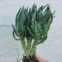 8" rare Mermaid Tail Succulent Crested Senecio Vitalis narrow leaf chalksticks only 1 hurry
