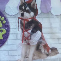 Dog Costume (Red Riding Hood)