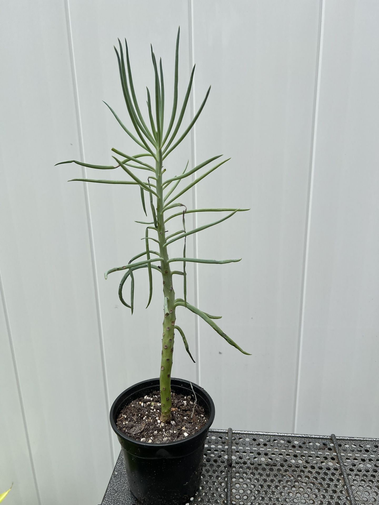Pencil Cactus (Euphorbia Tirucalli – Firestick Plant)