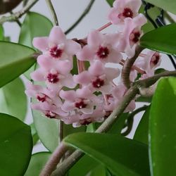 Hoya Carnosa - 1 Year Old Cuttings