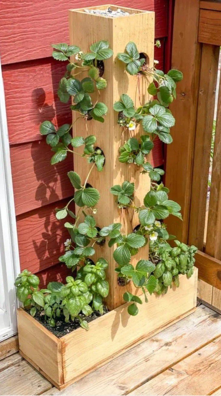 Vertical Strawberry Planters