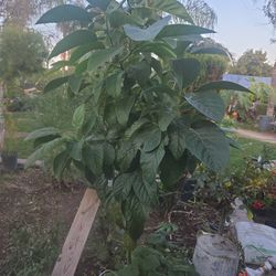 Arbol D Aguacate