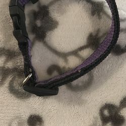 Size Small Dog Puppy Cat Collar