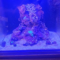 15 Gallon Reef Tank