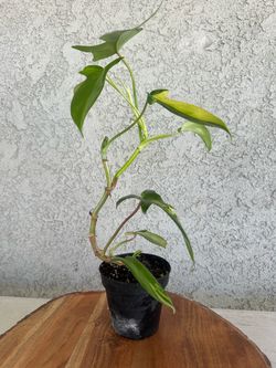 Philodendron Florida beauty