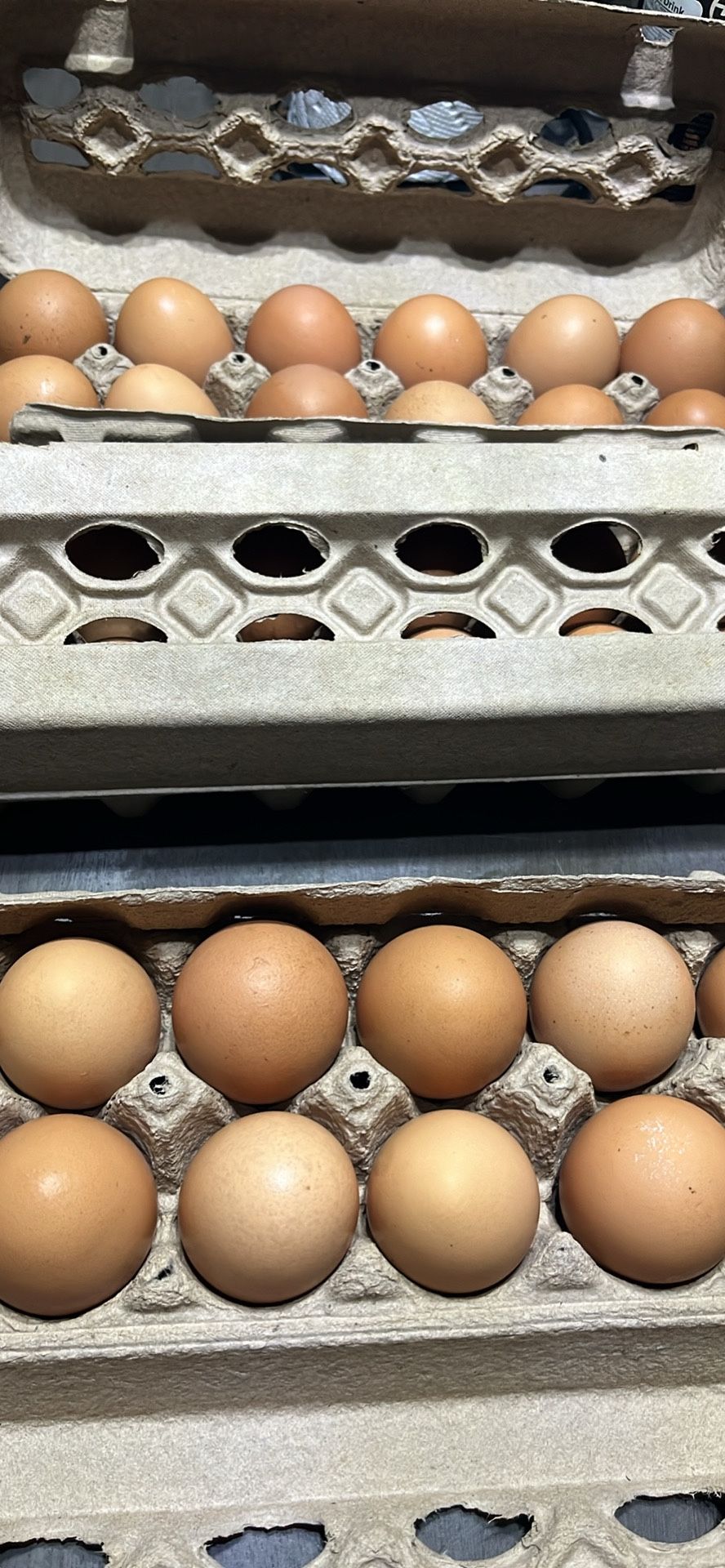 FRESH EGGS