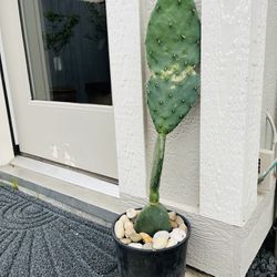 Pear Cactus Plant 