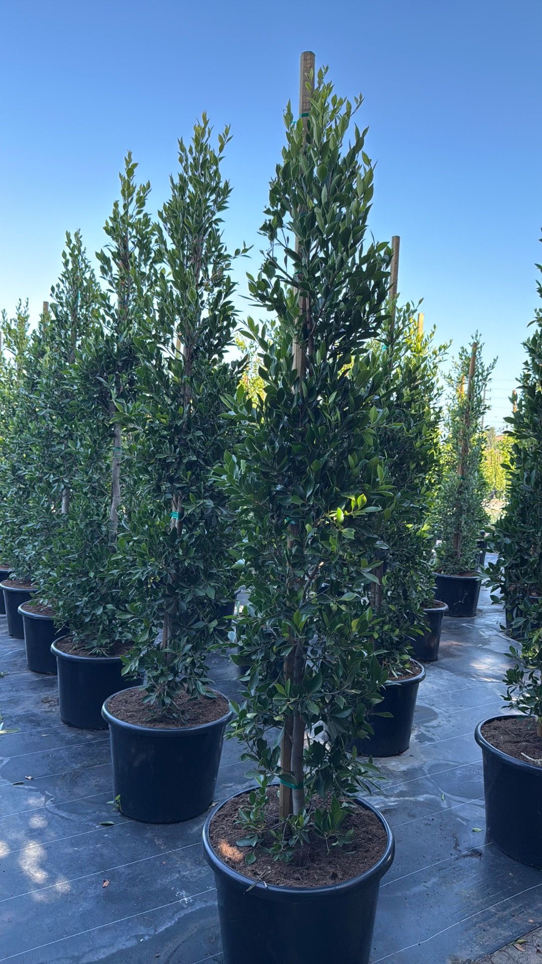 Ficus Nitida