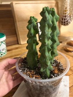 rare succulent! the elusive TRIPLE BOOBIE