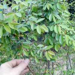 🌳Shade Tree 🌿(Elm)Chinese 