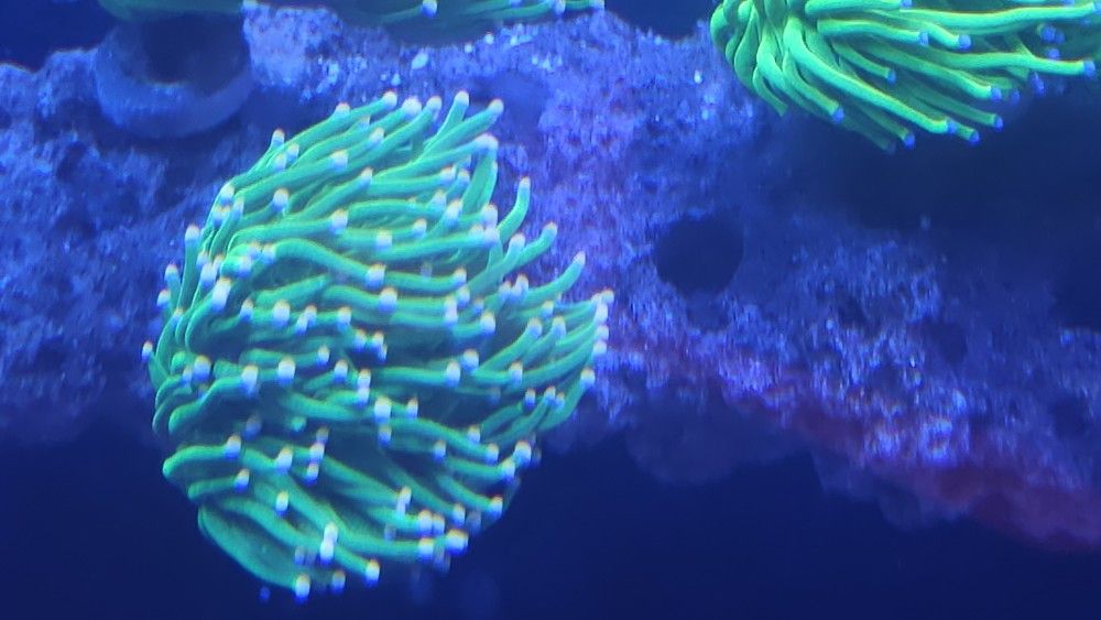 Fake AQUARIUM DECORATION Pink Tip Torch