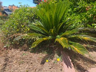 King Sago Palm Plant, Several Decades Old, Above 36" Tall