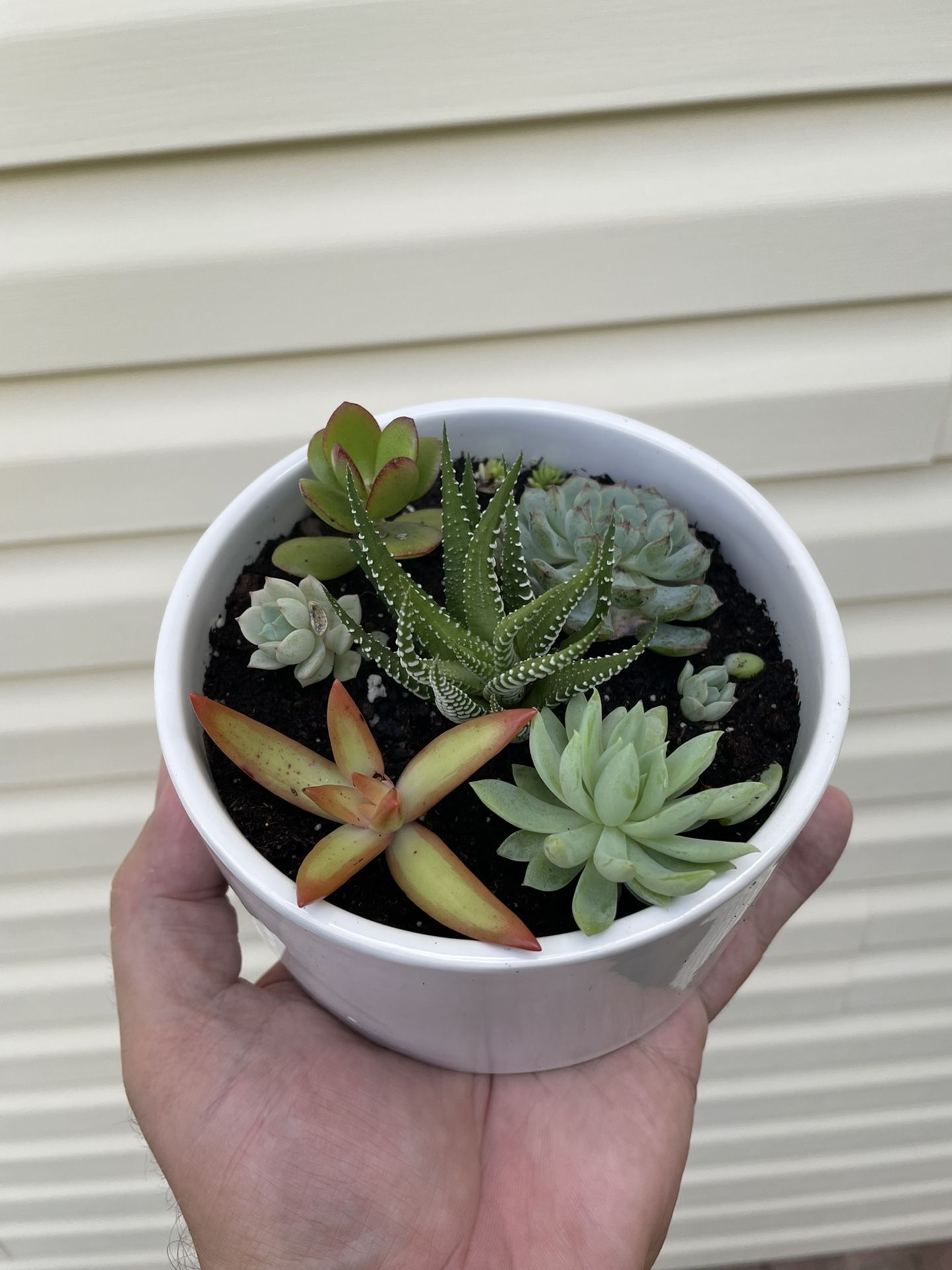 Succulents in ceramics pot