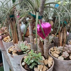 Beautiful Arrangements ❤️$15🌱succulents 