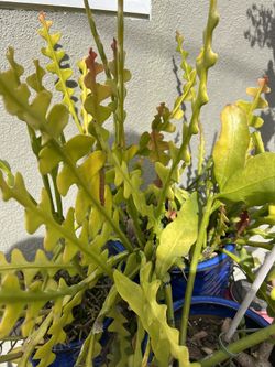Ric Rac Cactus.