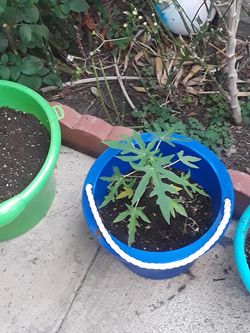 Plantas de papayas