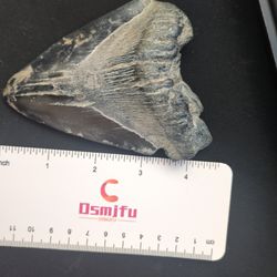 Large Megalodon Shark Tooth Fossil – 4 Inch
