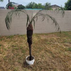 🔥 7ft Pygmy Date Palm Tree Mature Tropical Nursery Plant Landscape Ready Yard Garden Outdoor Decor LA 👀
Overall Good Condition