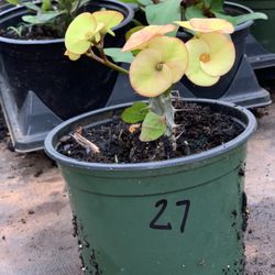 Crown of Thorns Queen Millionaire Euphorbia Milii Hybrid