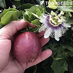 Passion Fruit Vine Seedling Plant 1 Gallon
