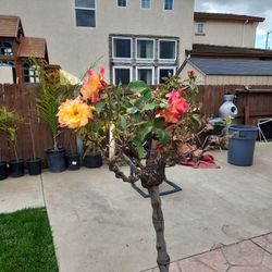 Rose Tree 8 Years Old