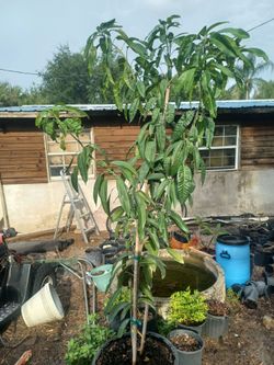 15 gallon grafted mango tree