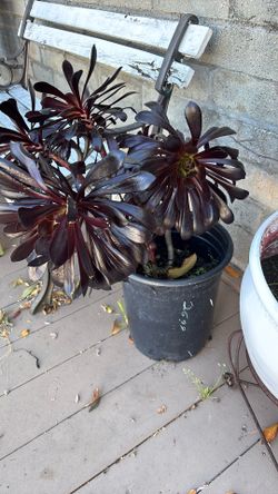 Succulent Plant Irish Rose Black