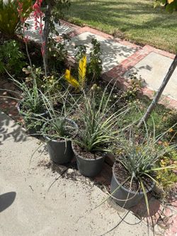 Red Yucca Plant