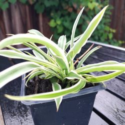 Spider Plant / Cinta / Mala Madre