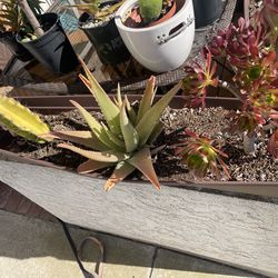 Various plants - individual $5 or full planters $20