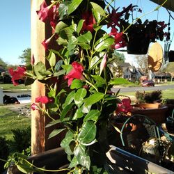 Mandevilla
