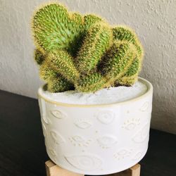 SALE Cactus Stand Planter Arrangement Gift Home Decor Succulent