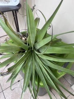 Very Large Florida Air Plant Attached To Oak