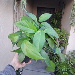 Jade "Green " Pothos Plant $20