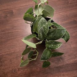 Picta Pothis 4  Inch Live Plant