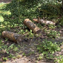 Free Firewood Logs 