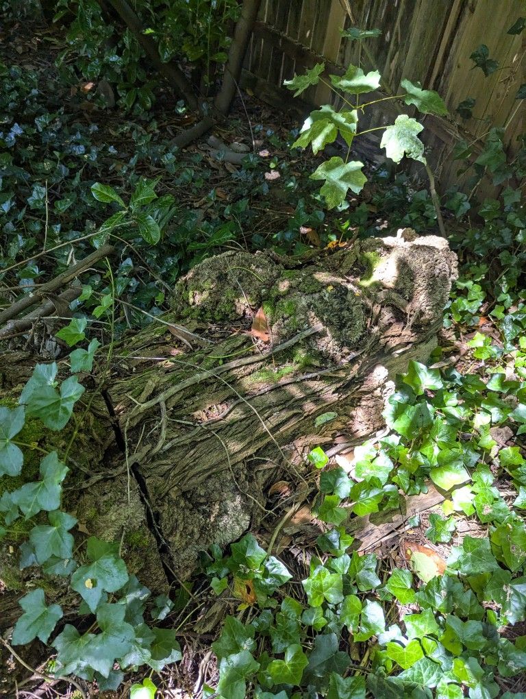 Free Wood And Log