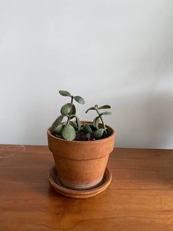 Jade babies in terra-cotta planters