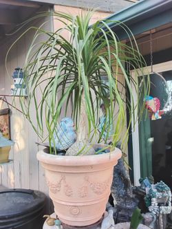 Large Ponytail Palm in 19" Pot - 5ft Tall