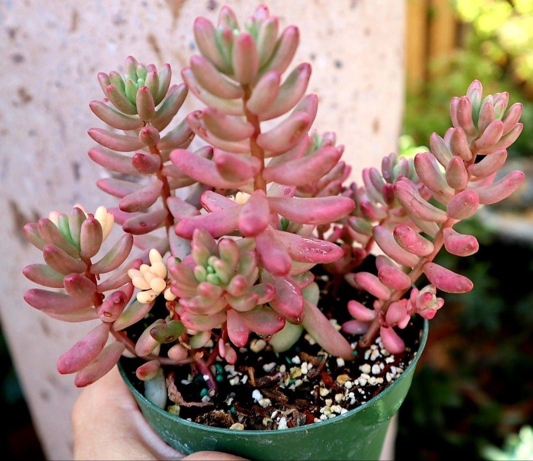 Variegated Jellybeans succulent plant