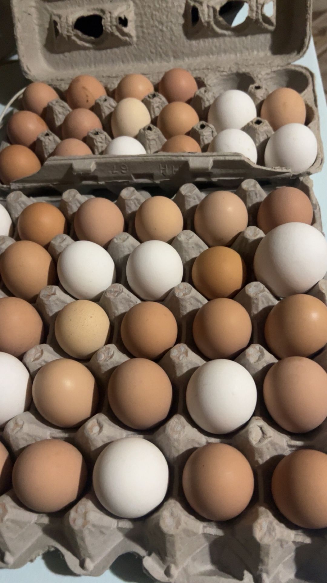 Fresh Free Range Eggs