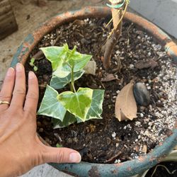 Planter with succulent ivy