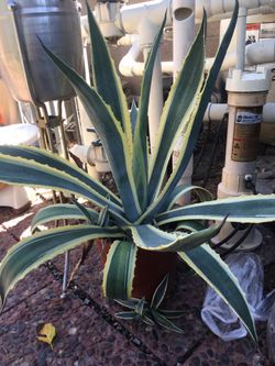 Maguey /cactus