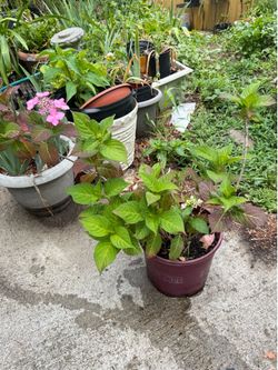 Hydrangea