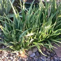 Aloe. Plants.  Garden