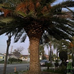 Palm Tree